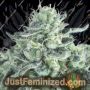 Gelato Auto by Pyramid Seeds Marijuana Strain For Sale at Just Feminized Cannabis Seeds Bank