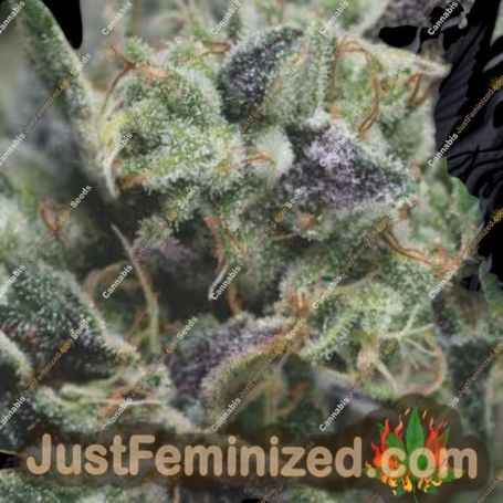 Gorilla Auto by Pyramid Seeds Marijuana Strain For Sale at Just Feminized Cannabis Seeds Bank