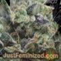 Gorilla Auto by Pyramid Seeds Marijuana Strain For Sale at Just Feminized Cannabis Seeds Bank