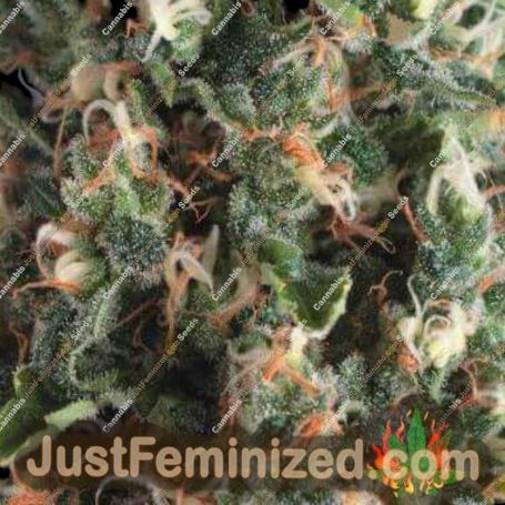 Super OG Kush Auto by Pyramid Seeds Marijuana Strain For Sale at Just Feminized Cannabis Seeds Bank