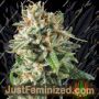Super OG Kush FAST V by Pyramid Seeds Marijuana Strain For Sale at Just Feminized Cannabis Seeds Bank