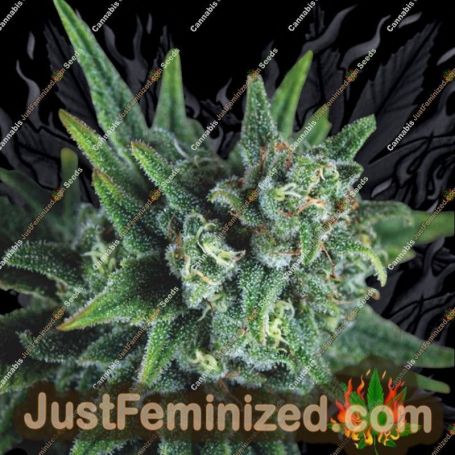 Galaxy FAST V by Pyramid Seeds Marijuana Strain For Sale at Just Feminized Cannabis Seeds Bank