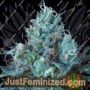 Ice Cream by Pyramid Seeds Marijuana Strain For Sale at Just Feminized Cannabis Seeds Bank