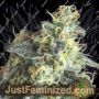 Lemon Larry OG by Pyramid Seeds Marijuana Strain For Sale at Just Feminized Cannabis Seeds Bank