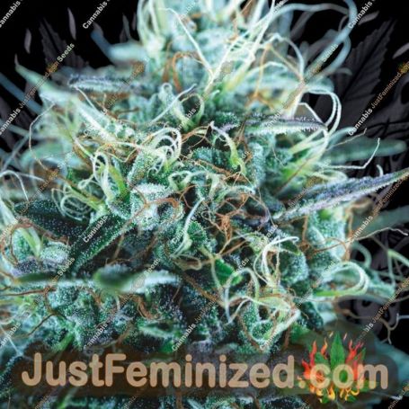 Purple Urkle x Blue Pyramid by Pyramid Seeds Marijuana Strain For Sale at Just Feminized Cannabis Seeds Bank