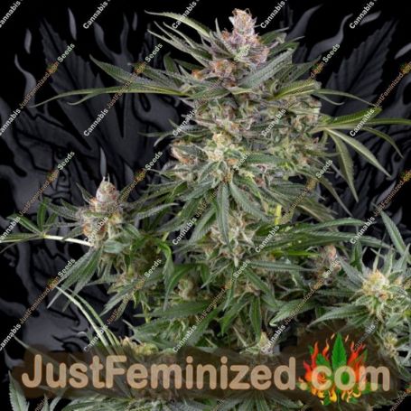 Dosimosa by Sensi Seeds Marijuana Strain For Sale at Just Feminized Cannabis Seeds Bank
