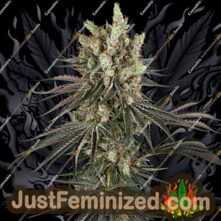 Slam Dank by Sensi Seeds Marijuana Strain For Sale at Just Feminized Cannabis Seeds Bank