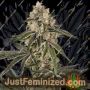 Sunset Peach by Sensi Seeds Marijuana Strain For Sale at Just Feminized Cannabis Seeds Bank