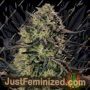 Alien Gas XXL Auto by Silent Seeds Marijuana Strain For Sale at Just Feminized Cannabis Seeds Bank