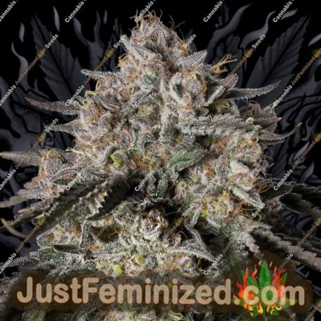Cherry Essence by Silent Seeds Marijuana Strain For Sale at Just Feminized Cannabis Seeds Bank