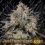 Cherry Essence by Silent Seeds Marijuana Strain For Sale at Just Feminized Cannabis Seeds Bank