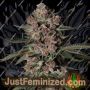 Tropical Jam by Silent Seeds Marijuana Strain For Sale at Just Feminized Cannabis Seeds Bank
