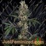 Chemberries by White Label Marijuana Strain For Sale at Just Feminized Cannabis Seeds Bank