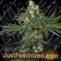 Fallout OG by White Label Marijuana Strain For Sale at Just Feminized Cannabis Seeds Bank