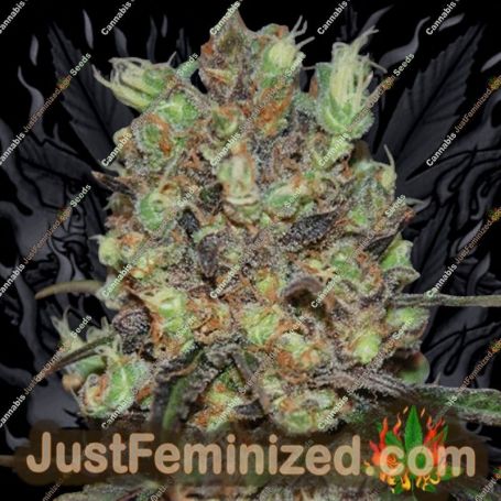 Purple Paralysis by Cream of the Crop Cannabis Seeds For Sale at Just Feminized