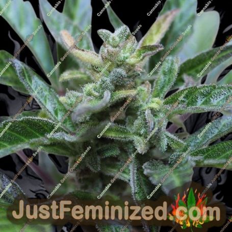 Robocrop x Blueberry Auto by Cream of the Crop Cannabis Seeds For Sale at Just Feminized