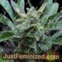 Robocrop x Blueberry Auto by Cream of the Crop Cannabis Seeds For Sale at Just Feminized