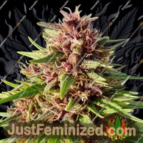 ErdPurt by Ace Seeds Cannabis Seeds For Sale at Just Feminized