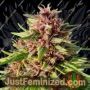 ErdPurt by Ace Seeds Cannabis Seeds For Sale at Just Feminized