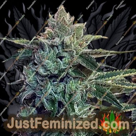 Sticky Zkittles Glue by Cream of the Crop Cannabis Seeds For Sale at Just Feminized