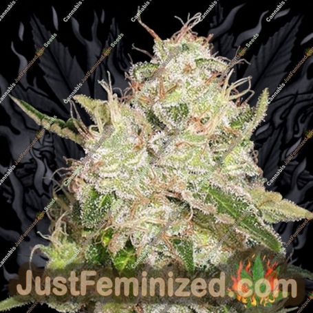 White Chronic by Cream of the Crop Cannabis Seeds For Sale at Just Feminized