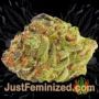 ErdPurt by Ace Seeds Buds Weed Ganja Skunk Pot Reefer Dope Herb Pics Images