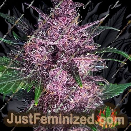 Mendo Mass Auto by Critical Mass Collective Cannabis Seeds For Sale at Just Feminized