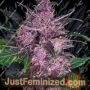 Mendo Mass Auto by Critical Mass Collective Cannabis Seeds For Sale at Just Feminized