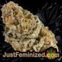 Mendo Mass Auto by Critical Mass Collective Buds Weed Ganja Skunk Pot Reefer Dope Herb Pics Images