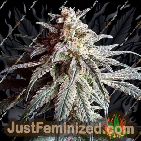Purple Dawg Mass Auto by Critical Mass Collective Cannabis Seeds For Sale at Just Feminized