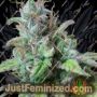 Monster Mass by Critical Mass Collective Cannabis Seeds For Sale at Just Feminized