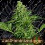 Moonshine Mass by Critical Mass Collective Cannabis Seeds For Sale at Just Feminized