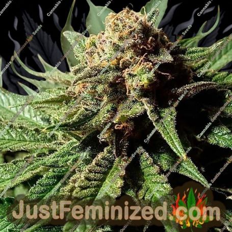 Psychotropic Mass by Critical Mass Collective Cannabis Seeds For Sale at Just Feminized