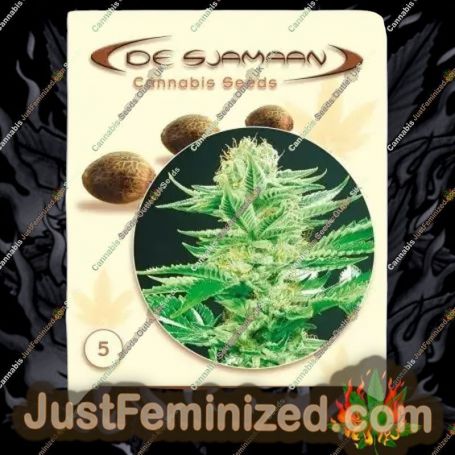 Amazonia by De Sjamaan Seeds Cannabis Seeds For Sale at Just Feminized