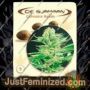 Amazonia by De Sjamaan Seeds Cannabis Seeds For Sale at Just Feminized