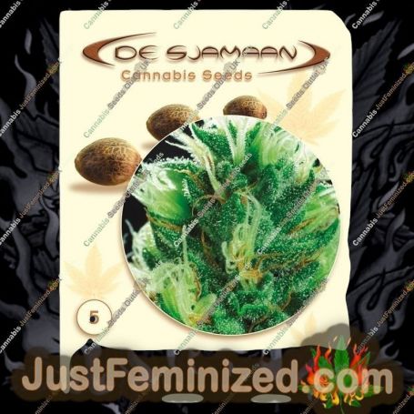 Brainstorm by De Sjamaan Seeds Cannabis Seeds For Sale at Just Feminized