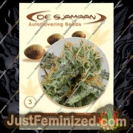 Crystal Ryder Auto by De Sjamaan Seeds Cannabis Seeds For Sale at Just Feminized