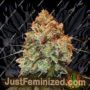 Golden Tiger by Ace Seeds Cannabis Seeds For Sale at Just Feminized