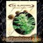 Easy Rider Auto by De Sjamaan Seeds Cannabis Seeds For Sale at Just Feminized