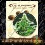 Ingemars Punch by De Sjamaan Seeds Cannabis Seeds For Sale at Just Feminized
