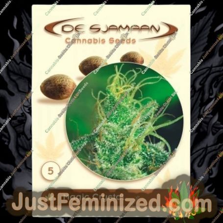 Magic Crystal by De Sjamaan Seeds Cannabis Seeds For Sale at Just Feminized