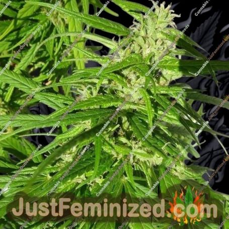 Green Haze by Ace Seeds Cannabis Seeds For Sale at Just Feminized
