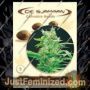 Peace Maker by De Sjamaan Seeds Cannabis Seeds For Sale at Just Feminized