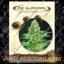 Shamans High by De Sjamaan Seeds Cannabis Seeds For Sale at Just Feminized