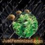 Thai Widow by De Sjamaan Seeds Cannabis Seeds For Sale at Just Feminized