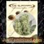 The Magician by De Sjamaan Seeds Cannabis Seeds For Sale at Just Feminized