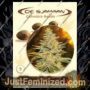 White Widow by De Sjamaan Seeds Cannabis Seeds For Sale at Just Feminized