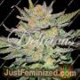 Blue Ace Auto by Delicious Seeds Cannabis Seeds For Sale at Just Feminized