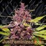 Dark Purple Auto by Delicious Seeds Cannabis Seeds For Sale at Just Feminized