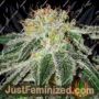 Black Russian by Delicious Seeds Cannabis Seeds For Sale at Just Feminized